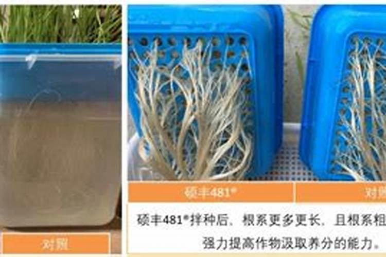 兰花能不能用芸苔素