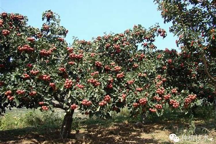 尿素兑水正确方法