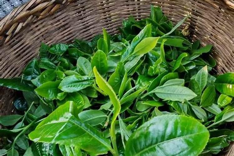 养山茶花施什么肥料最好、茶花施肥的正确方法