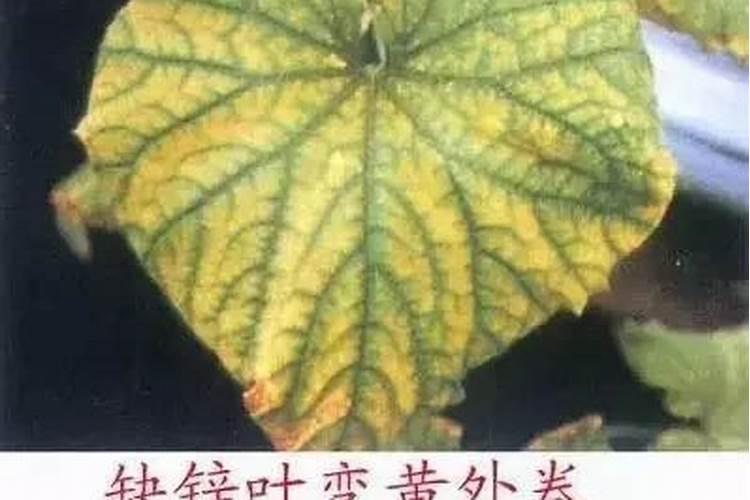 过磷酸钙对种芹菜上面有什么好处？