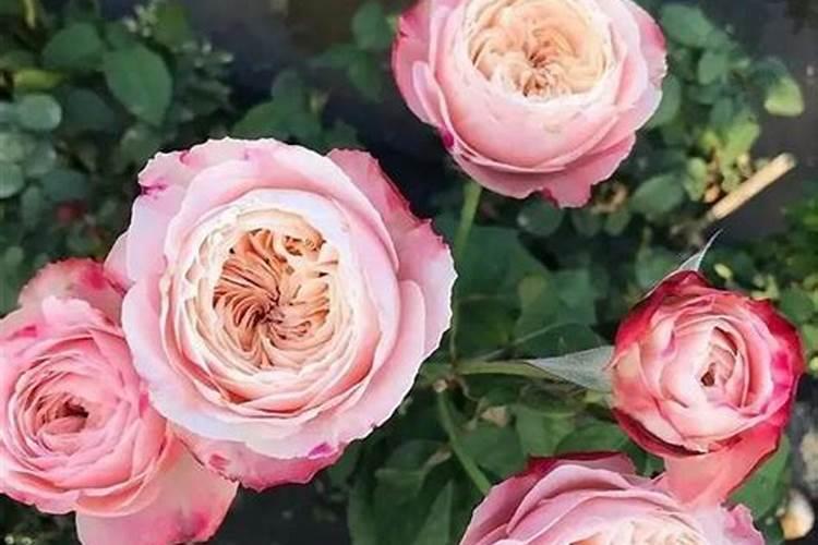 沤肥要1年？加点料,1个月就能用