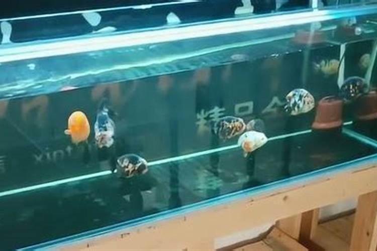 池塘的鱼有出血病可以下磷肥吗？