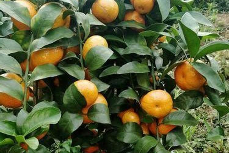 spdif接口如何接音响功放