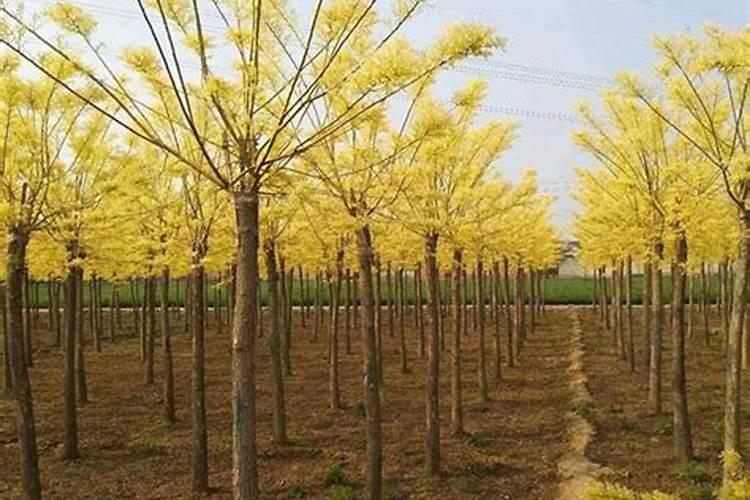 樱桃树秋季施什么肥最好