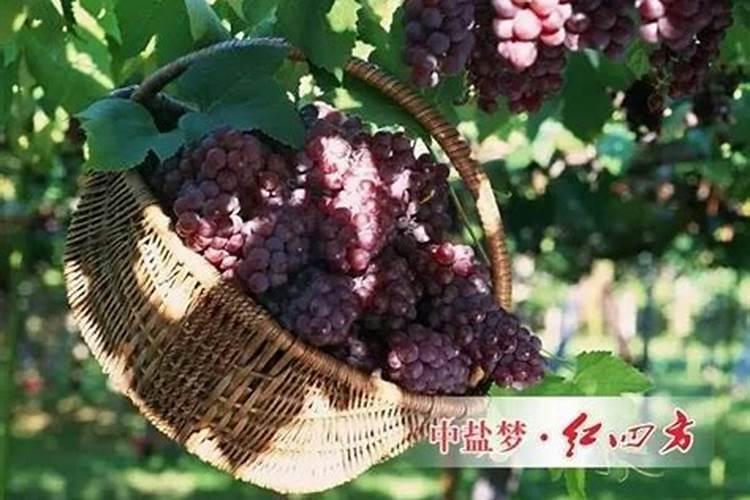 葡萄月子肥应该如何使用
