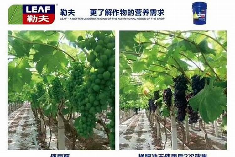 葡萄开始发软到成熟施什么肥