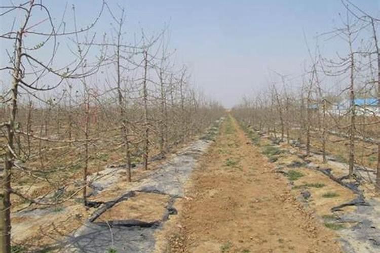 拼多多上卖的芸乐收是真的吗