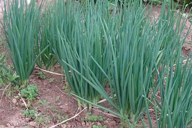 尿素兑水比例多少灌根不烧苗