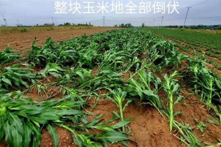 若庄稼出现成片歪斜、匍倒的倒伏现象,据此,最有可能需要施用的肥料是...