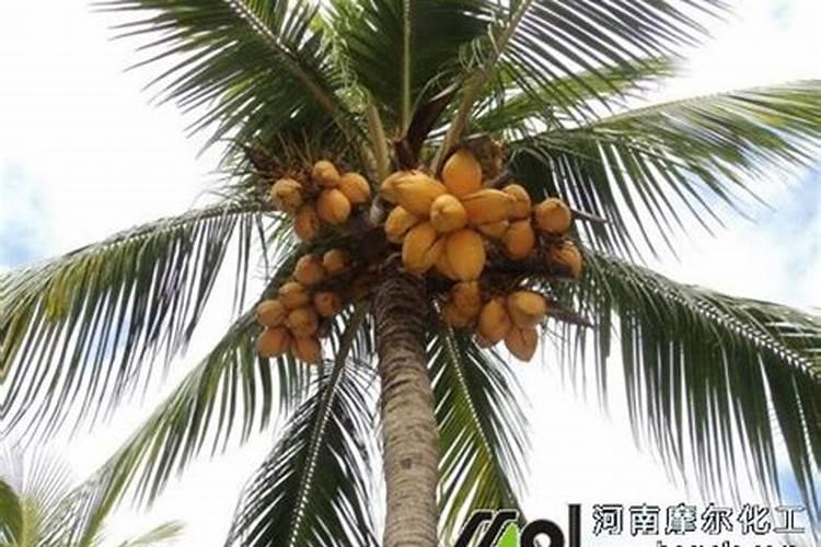 椰子树的成龄树怎么施肥？