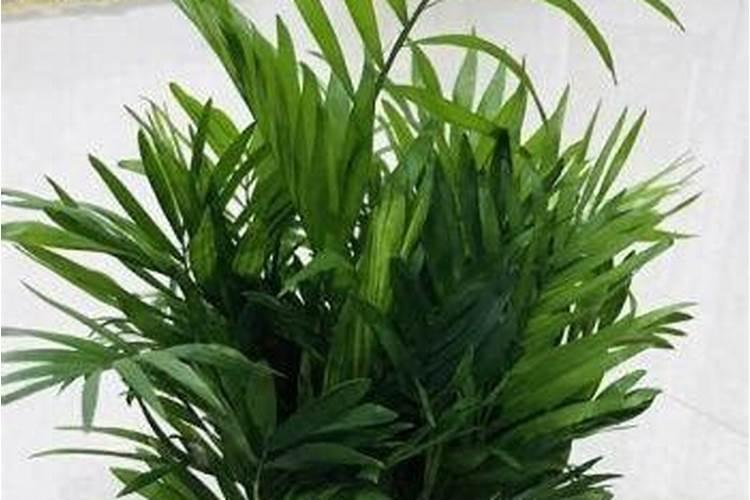 富贵椰子能用磷酸二氢钾吗？