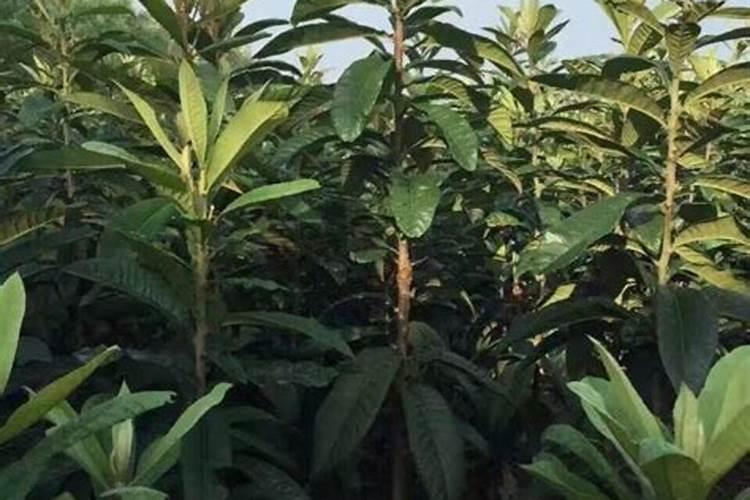 大五星枇杷定植后的施肥管理是怎样的？