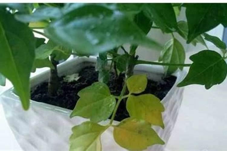 马桶固定用什么胶