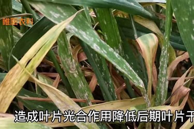 月季白粉病是什么原因造成的