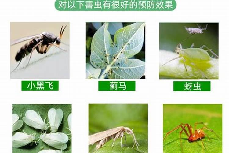 小麦用二铵好还是复合肥好