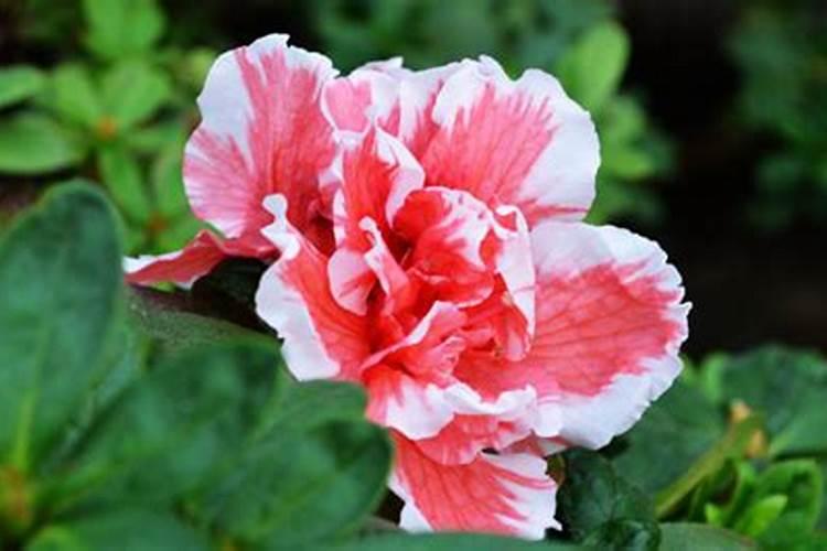 杜鹃花什么时候施肥,夏天能施肥吗？
