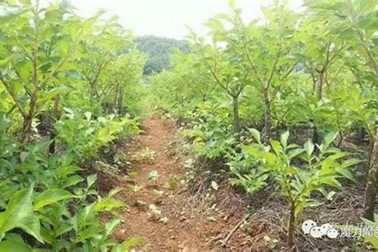 请问、魔芋第一次施肥大概在什么时间、施什么肥好,需要加些什么对魔芋...