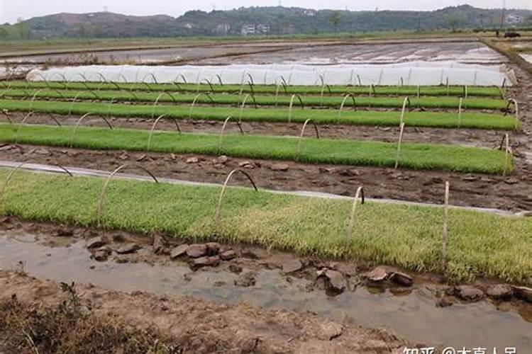 苹果挂果期用什么复合肥好？苹果结果期冲施什么肥料好？