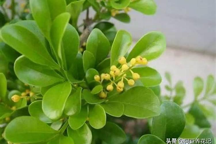 米兰用什么肥料最好