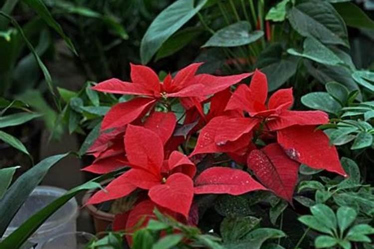 水培如意皇后怎么养