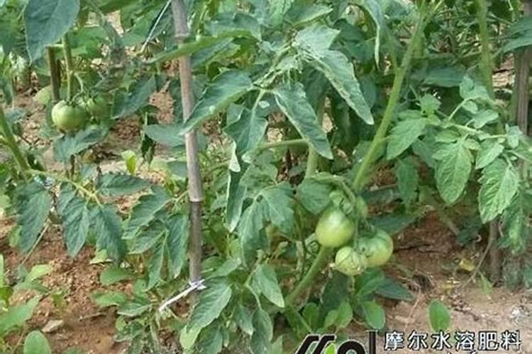 什么时候给小麦追肥会是最为合适的阶段