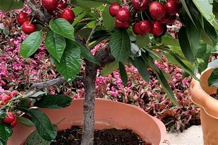 白菜叶子发黄是什么原因导致的