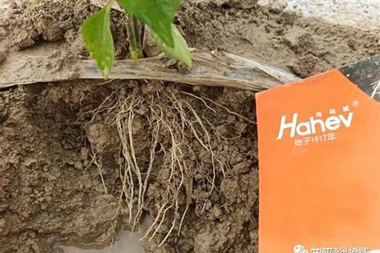 种植高粱用什么化肥