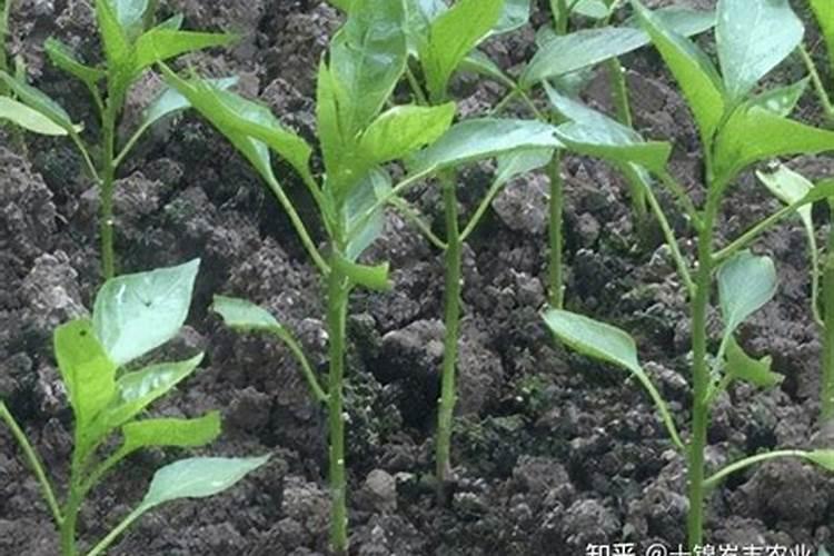 稻草灰可以做肥料吗