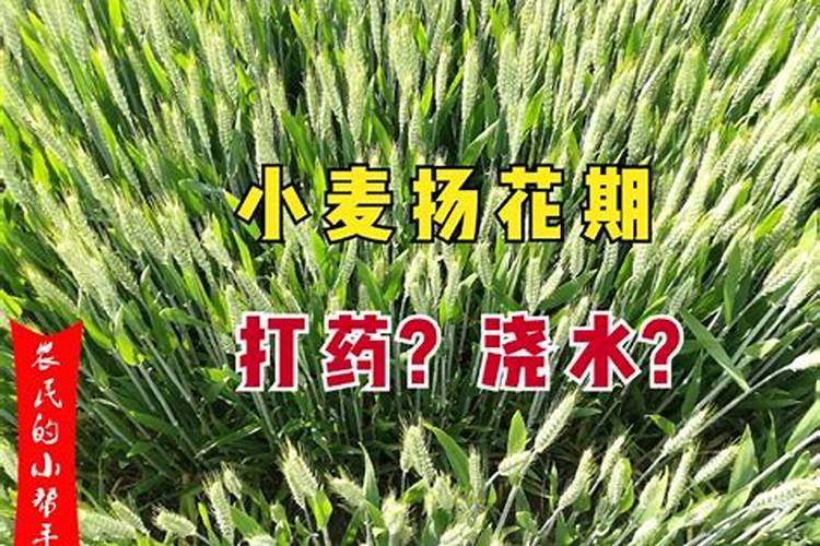 小麦发黄死苗如何防治,一亩小麦用多少芸苔素