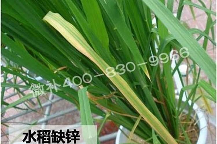 甘蔗追肥用什么肥料好