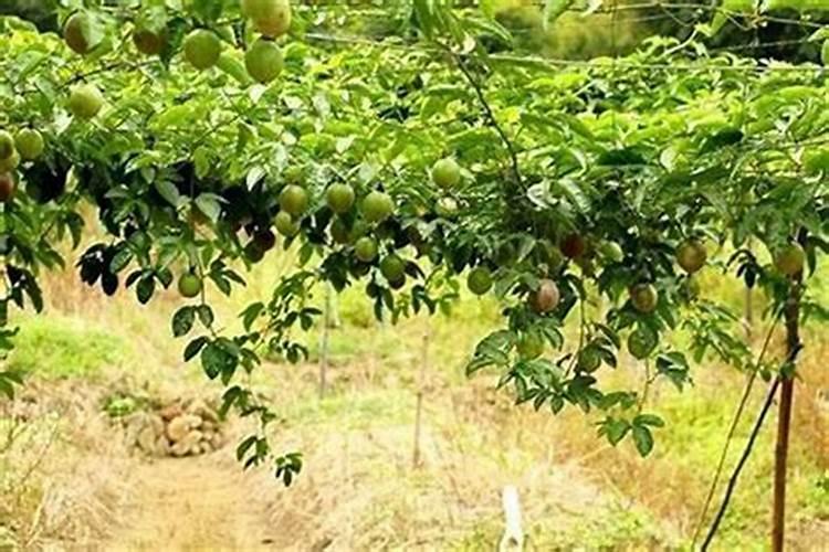 刚移栽的茶花能喷磷酸二氢钾吗？