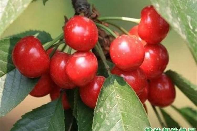 樱桃坐果的时候用什么肥料好