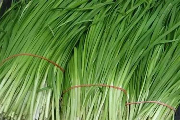 大棚韭菜冲施硝酸铵钙可以吗？