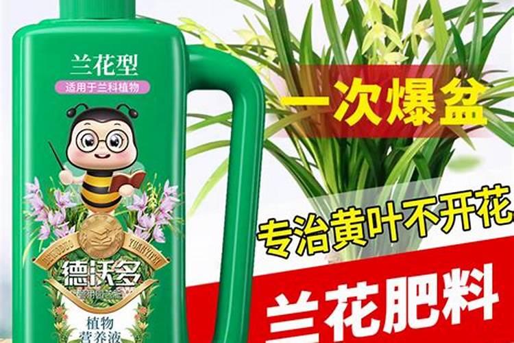兰花长芽前要怎么施肥