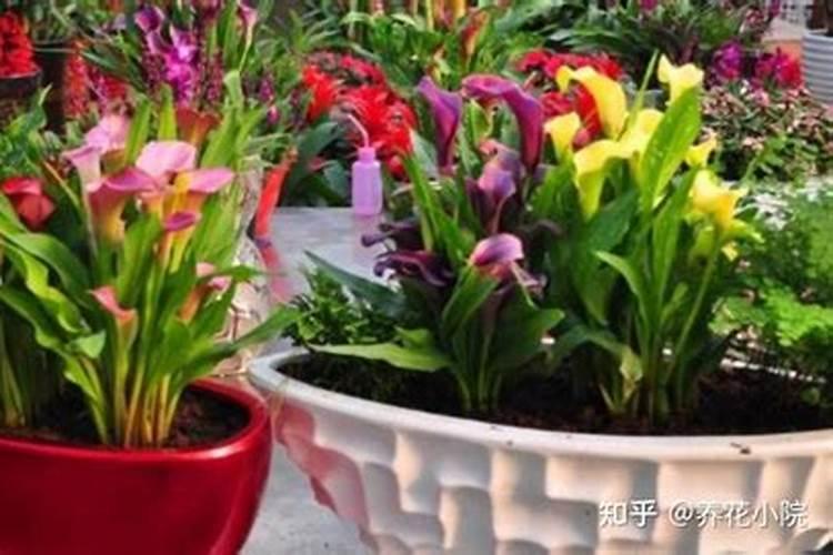 老花农春天这样施肥花开花落树叶鲜艳发光!