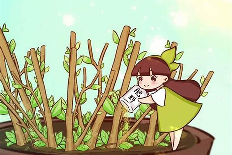 春天葡萄树发芽时施什么肥