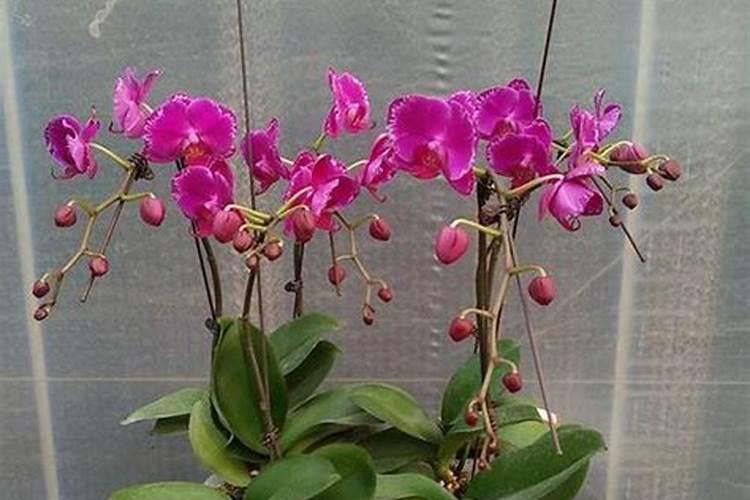蝴蝶兰可以用雨水浇灌吗