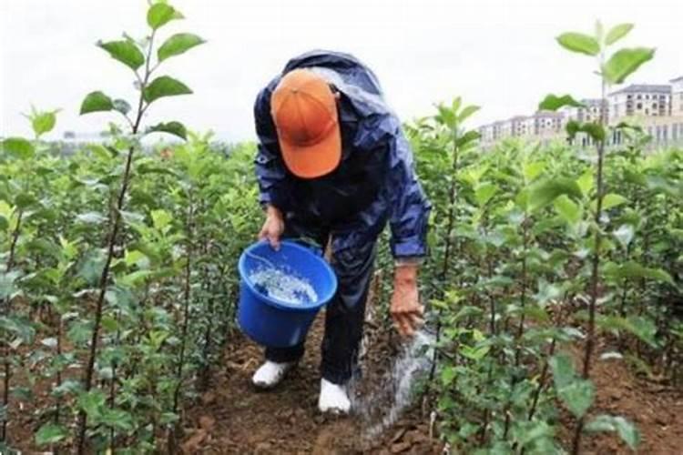 高粱几天出苗 播种到发芽出苗时间