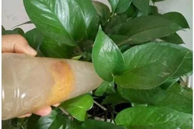 草莓定植后第一次用什么肥？