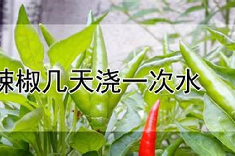 辣椒栽下去多少天可以施肥