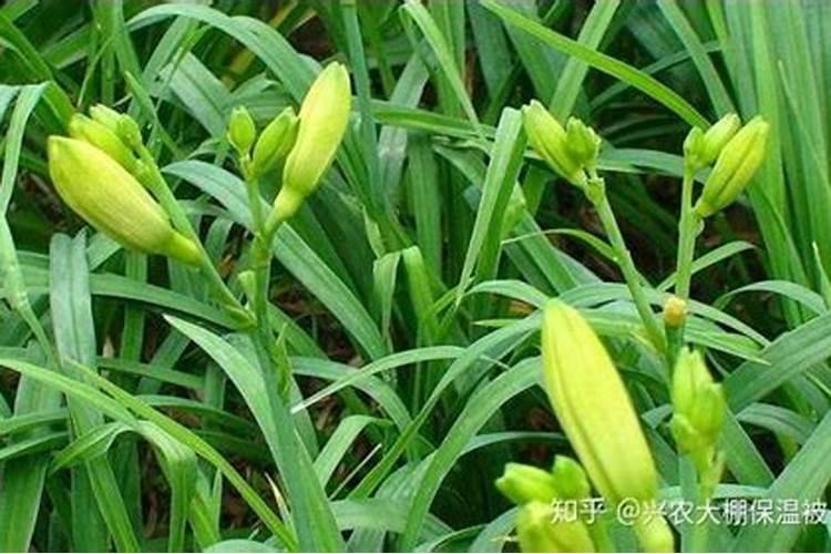 苹果树春季用什么化肥好