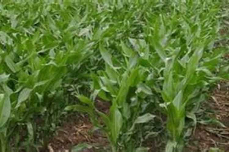 种植辣椒底肥很重要,一亩辣椒需要多少底肥呢？