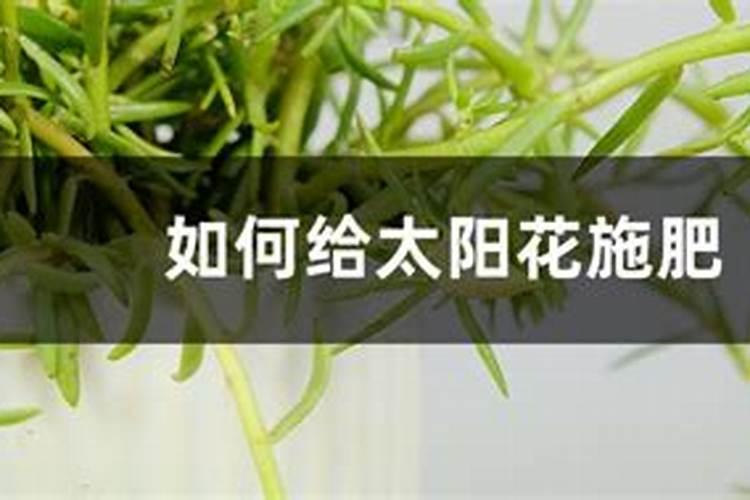 马铃薯如何浇水？马铃薯专用水溶肥哪家好？