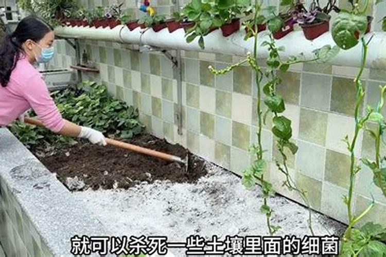 用生石灰消毒注意事项