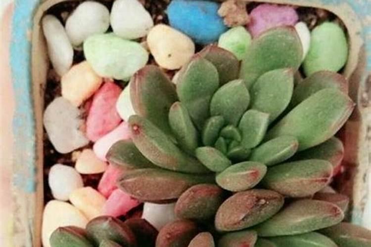 怎样把小苏打应用在茄子方面