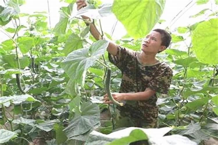 芋头的施肥时间 芋头什么时候施肥