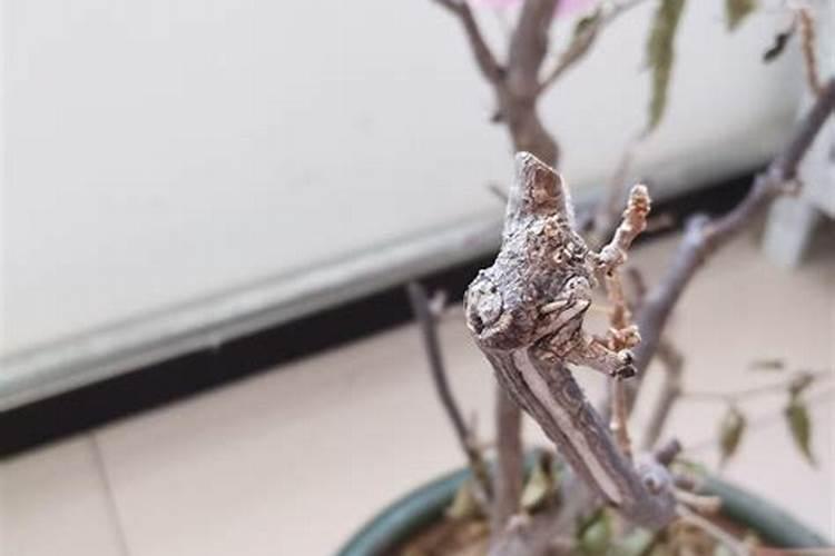 香樟树施什么肥好