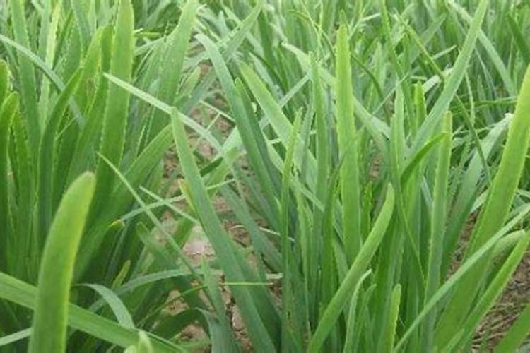 苦瓜怎么种植和管理 苦瓜怎么种植管理