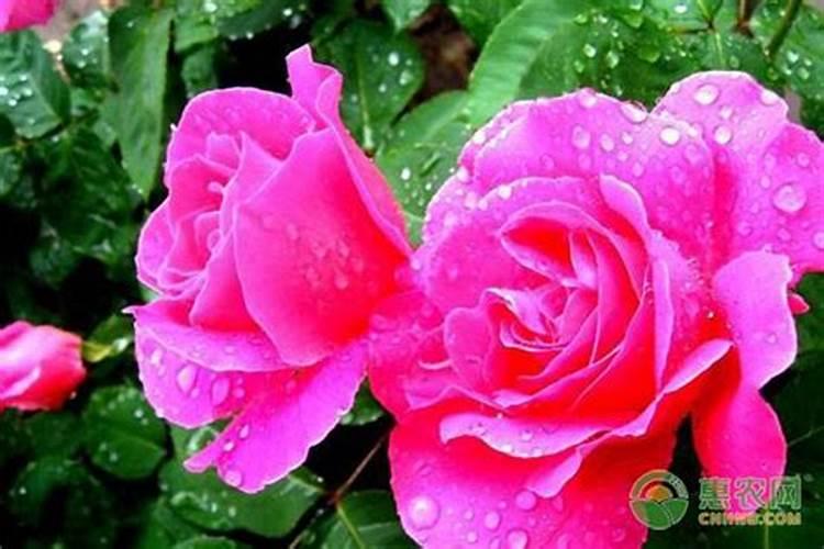 腐植酸肥料的作用和使用方法,腐植酸是什么东西