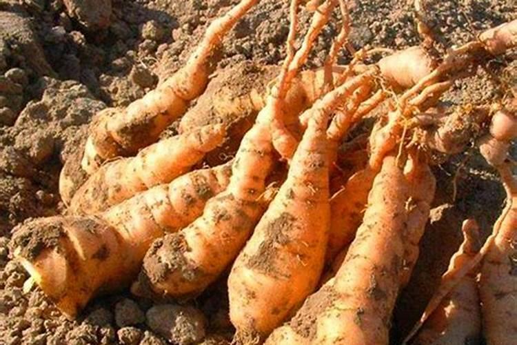 油茶树可以施复合肥吗